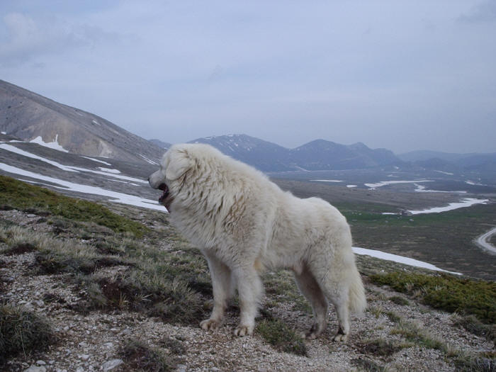 Pastore Abruzzese